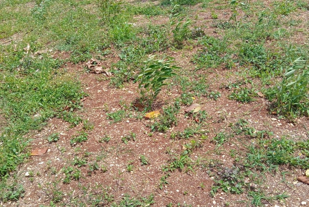 Fifth image of Lot 139 Queenhythe, Discovery Bay in Discovery Bay, St. Ann, Jamaica - property is For Sale