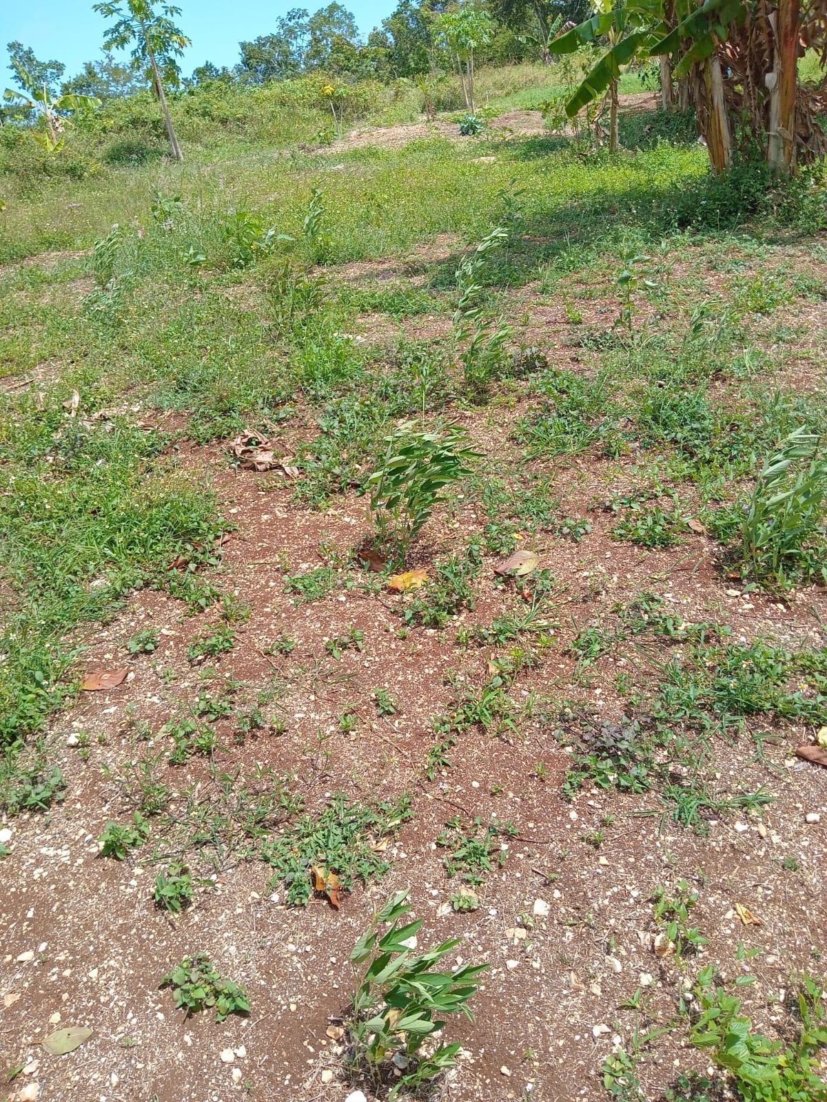 Fifth image of Lot 139 Queenhythe, Discovery Bay in Discovery Bay, St. Ann, Jamaica - property is For Sale