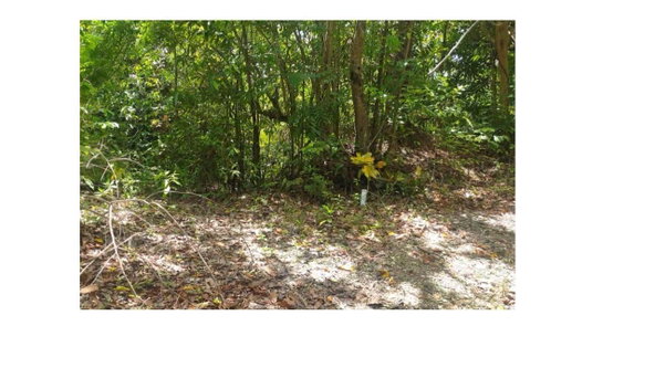 Second image of 82 Kildare in Kildare, Portland, Jamaica - property is For Sale