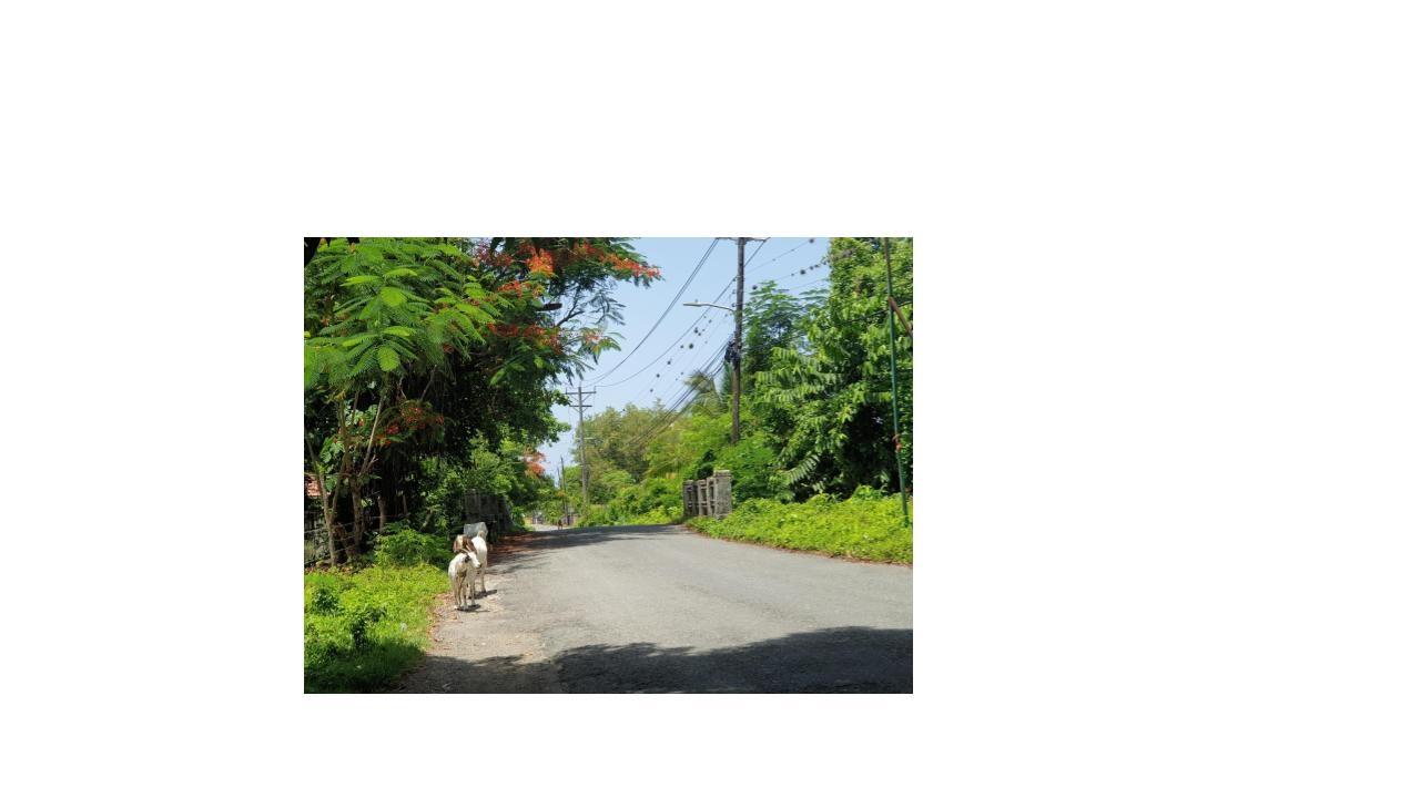 Fifth image of 82 Kildare in Kildare, Portland, Jamaica - property is For Sale