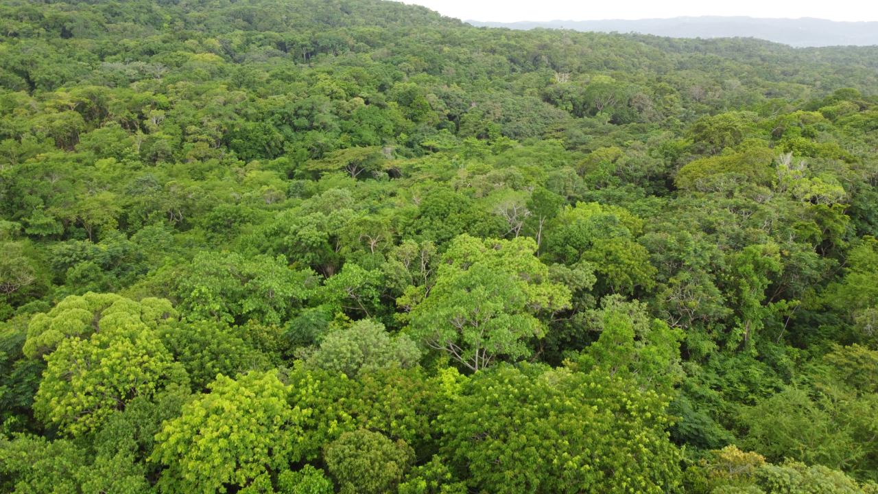 Eleventh image of Roystonea, Tower Isle in Tower Isle, St. Mary, Jamaica - property is For Sale