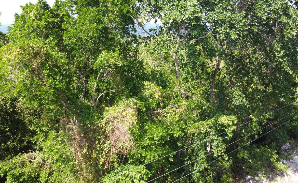 Fifteenth image of Roystonea, Tower Isle in Tower Isle, St. Mary, Jamaica - property is For Sale