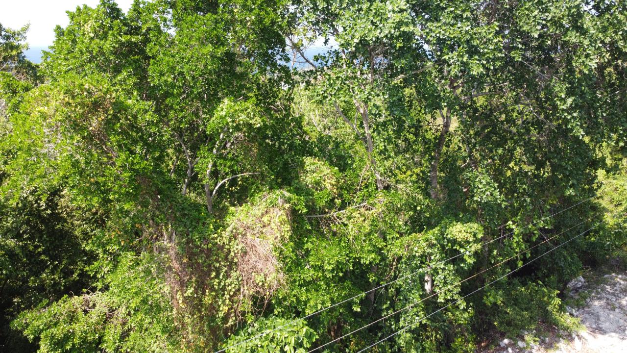 Fifteenth image of Roystonea, Tower Isle in Tower Isle, St. Mary, Jamaica - property is For Sale