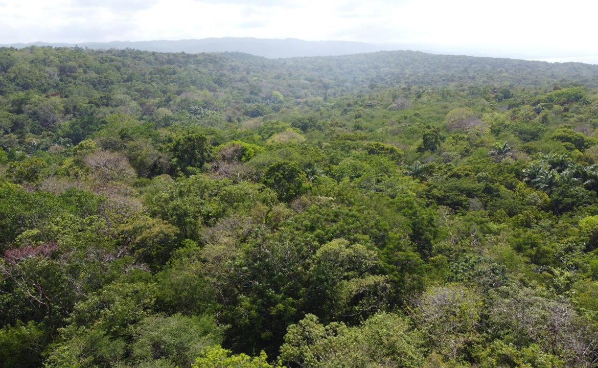 Twenty-Second image of Roystonea, Tower Isle in Tower Isle, St. Mary, Jamaica - property is For Sale