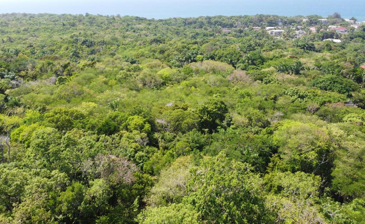 Twenty-Fourth image of Roystonea, Tower Isle in Tower Isle, St. Mary, Jamaica - property is For Sale