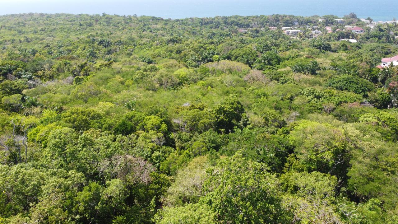 Twenty-Fourth image of Roystonea, Tower Isle in Tower Isle, St. Mary, Jamaica - property is For Sale