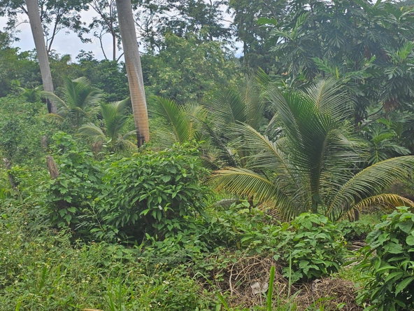 Second image of 267 Woodside Drive in Montego Bay, St. James, Jamaica - property is For Sale