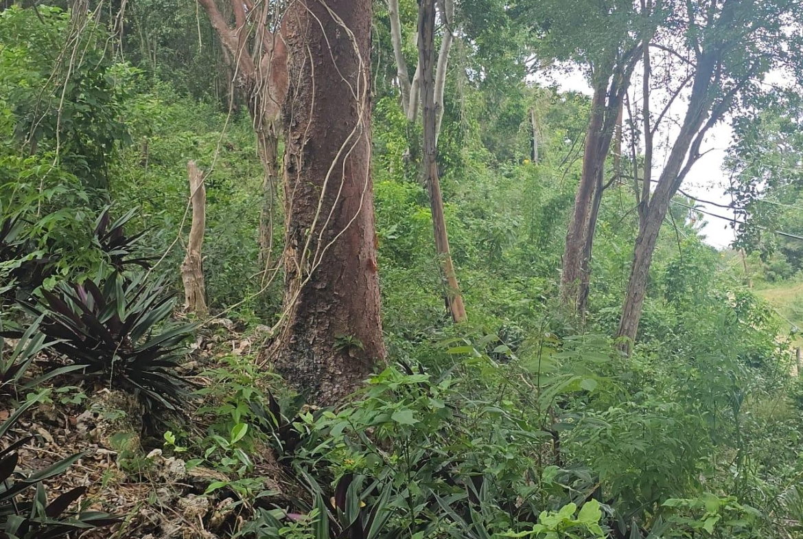 Tenth image of Wood Side Drive in Montego Bay, St. James, Jamaica - property is For Sale