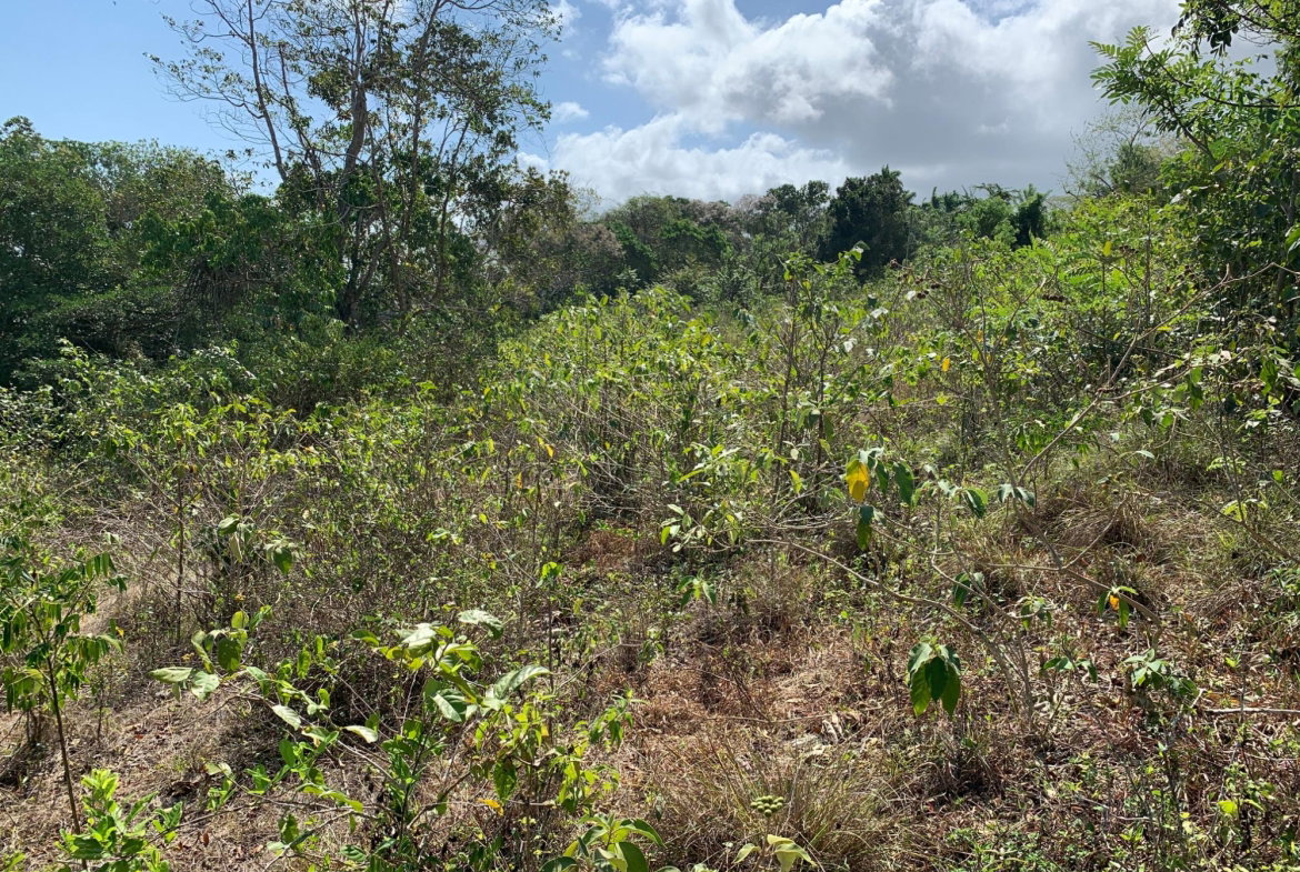 Eleventh image of Lot 4 Arcadia in Arcadia Pen, Trelawny, Jamaica - property is For Sale