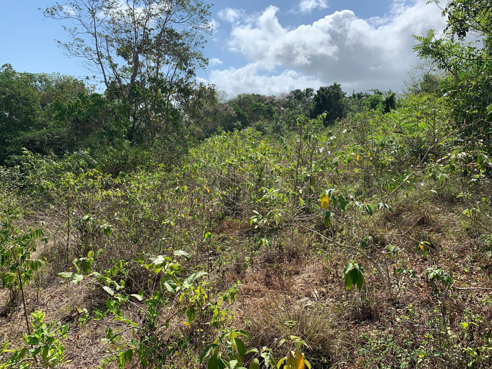 Eleventh image of Lot 4 Arcadia in Arcadia Pen, Trelawny, Jamaica - property is For Sale