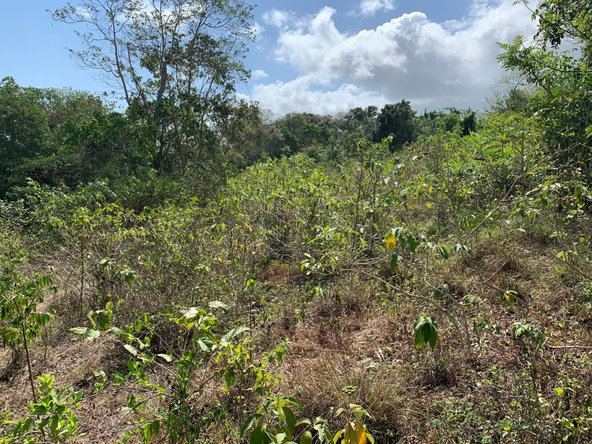 Eleventh image of Lot 4 Arcadia in Arcadia Pen, Trelawny, Jamaica - property is For Sale