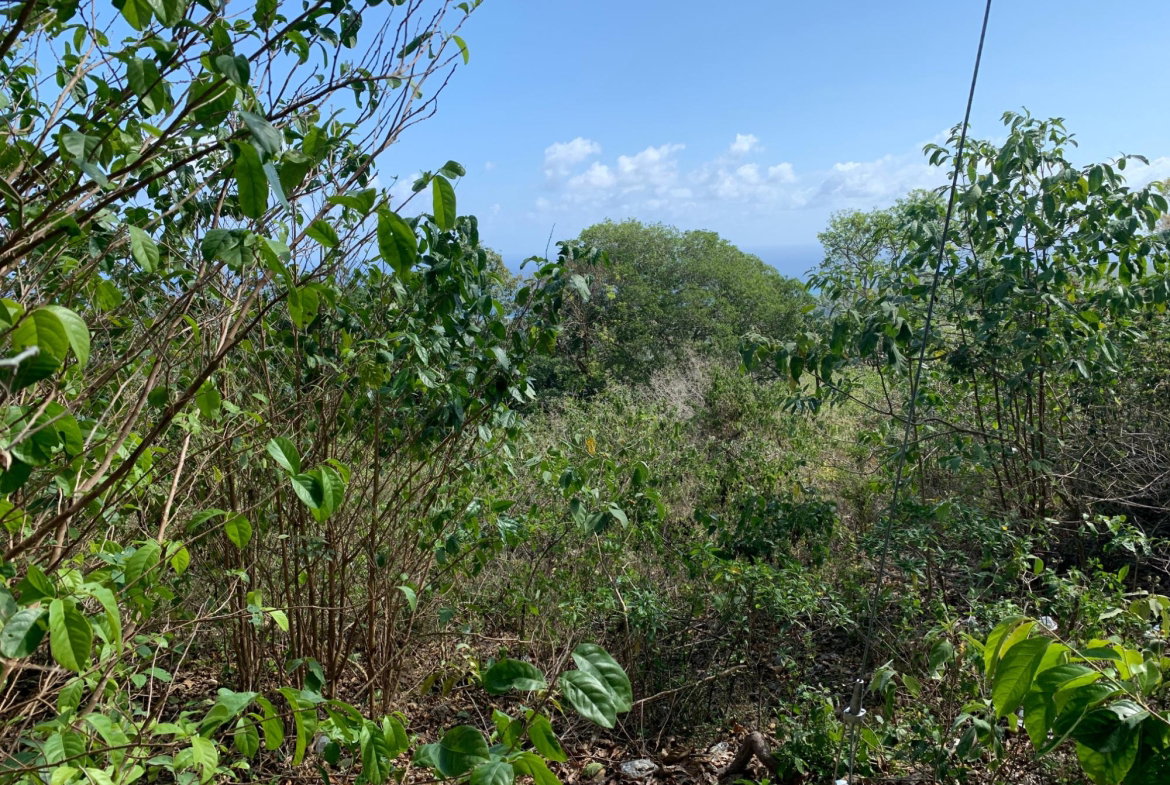 Fourth image of Lot 4 Arcadia in Arcadia Pen, Trelawny, Jamaica - property is For Sale