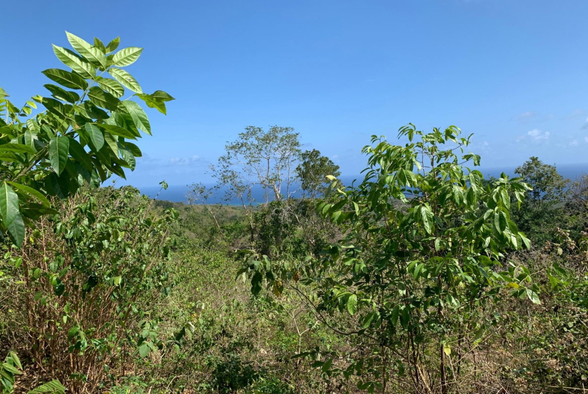 Ninth image of Lot 4 Arcadia in Arcadia Pen, Trelawny, Jamaica - property is For Sale