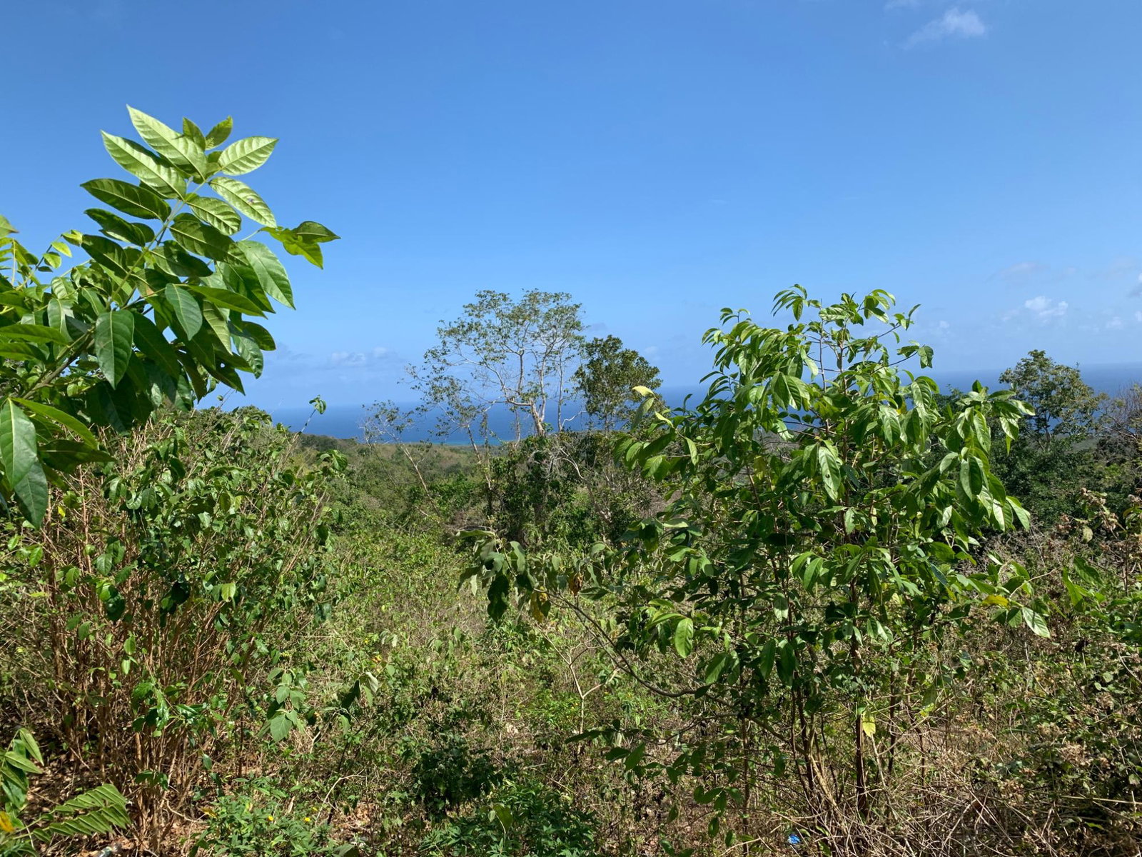 Ninth image of Lot 4 Arcadia in Arcadia Pen, Trelawny, Jamaica - property is For Sale