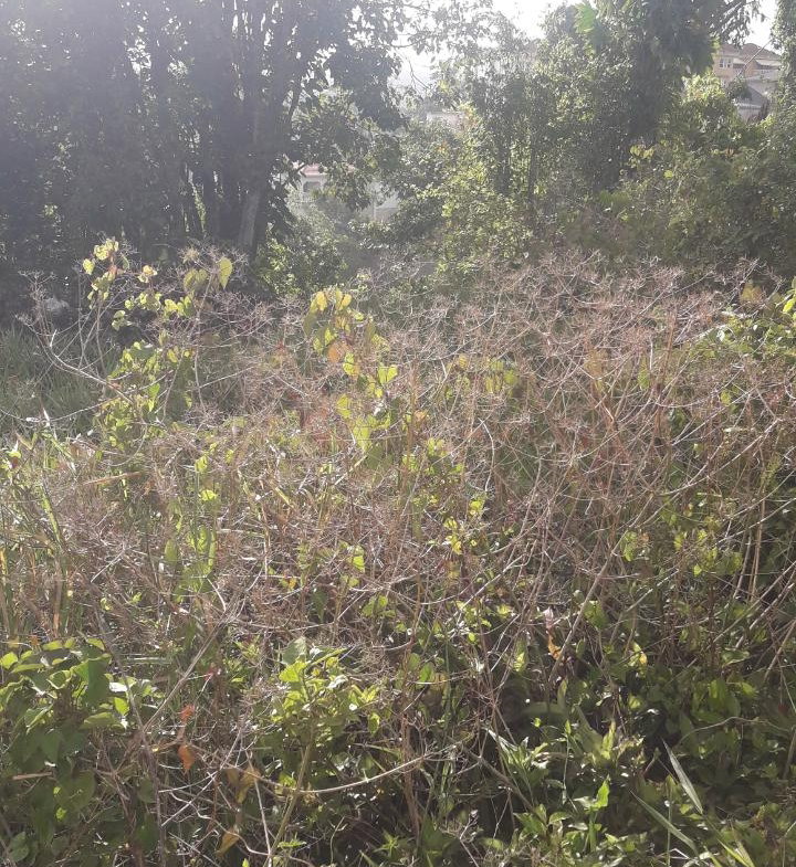 Fourth image of 72- Church Grove in Mandeville, Manchester, Jamaica - property is For Sale