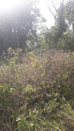 Fourth image of 72- Church Grove in Mandeville, Manchester, Jamaica - property is For Sale