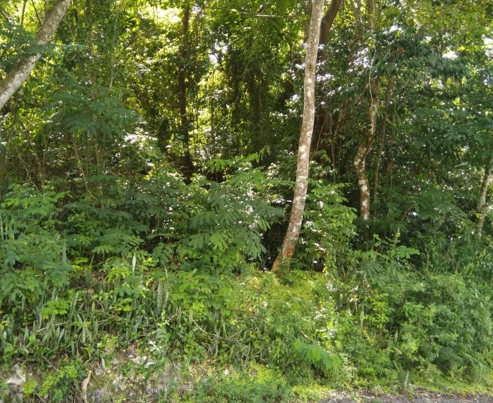 Second image of Brighton, St. Elizabeth in Santa Cruz, St. Elizabeth, Jamaica - property is For Sale