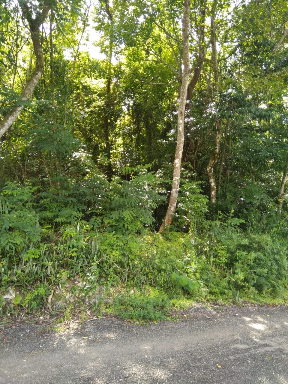 Second image of Brighton, St. Elizabeth in Santa Cruz, St. Elizabeth, Jamaica - property is For Sale