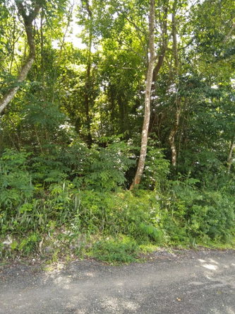Second image of Brighton, St. Elizabeth in Santa Cruz, St. Elizabeth, Jamaica - property is For Sale