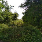 First image of Brighton, St. Elizabeth in Santa Cruz, St. Elizabeth, Jamaica - property is For Sale
