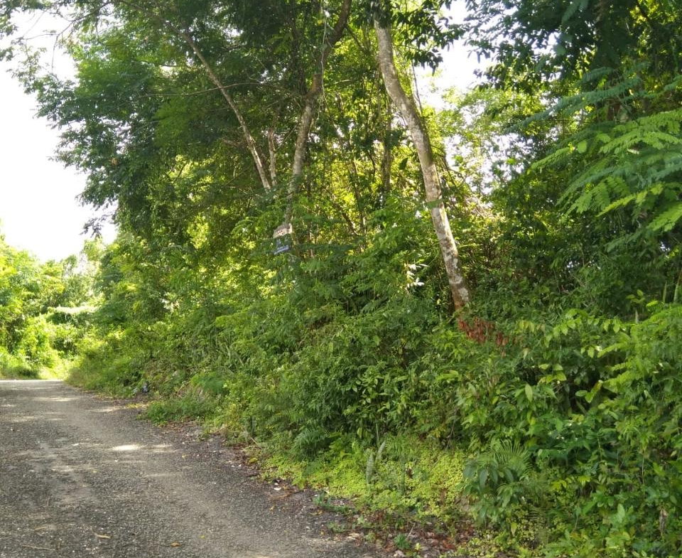 Third image of Brighton, St. Elizabeth in Santa Cruz, St. Elizabeth, Jamaica - property is For Sale