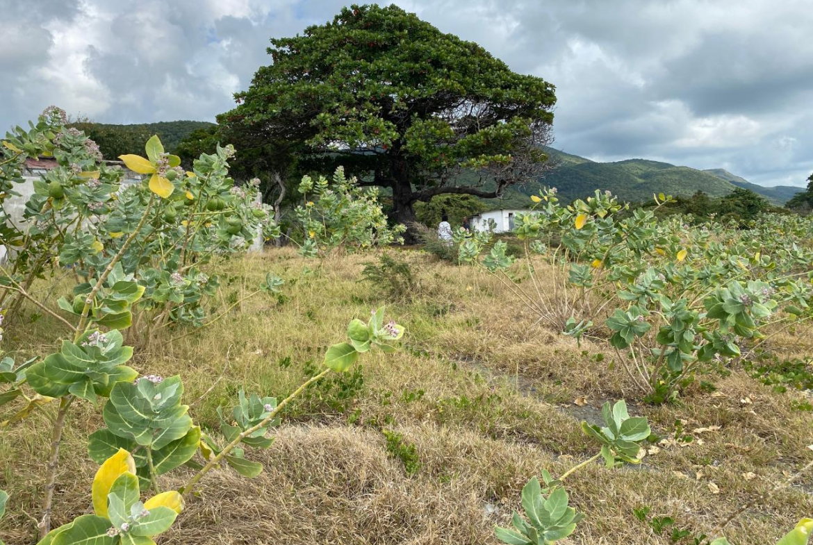 Seventeenth image of Part of Pondside Road in Yallahs, St. Thomas, Jamaica - property is For Sale