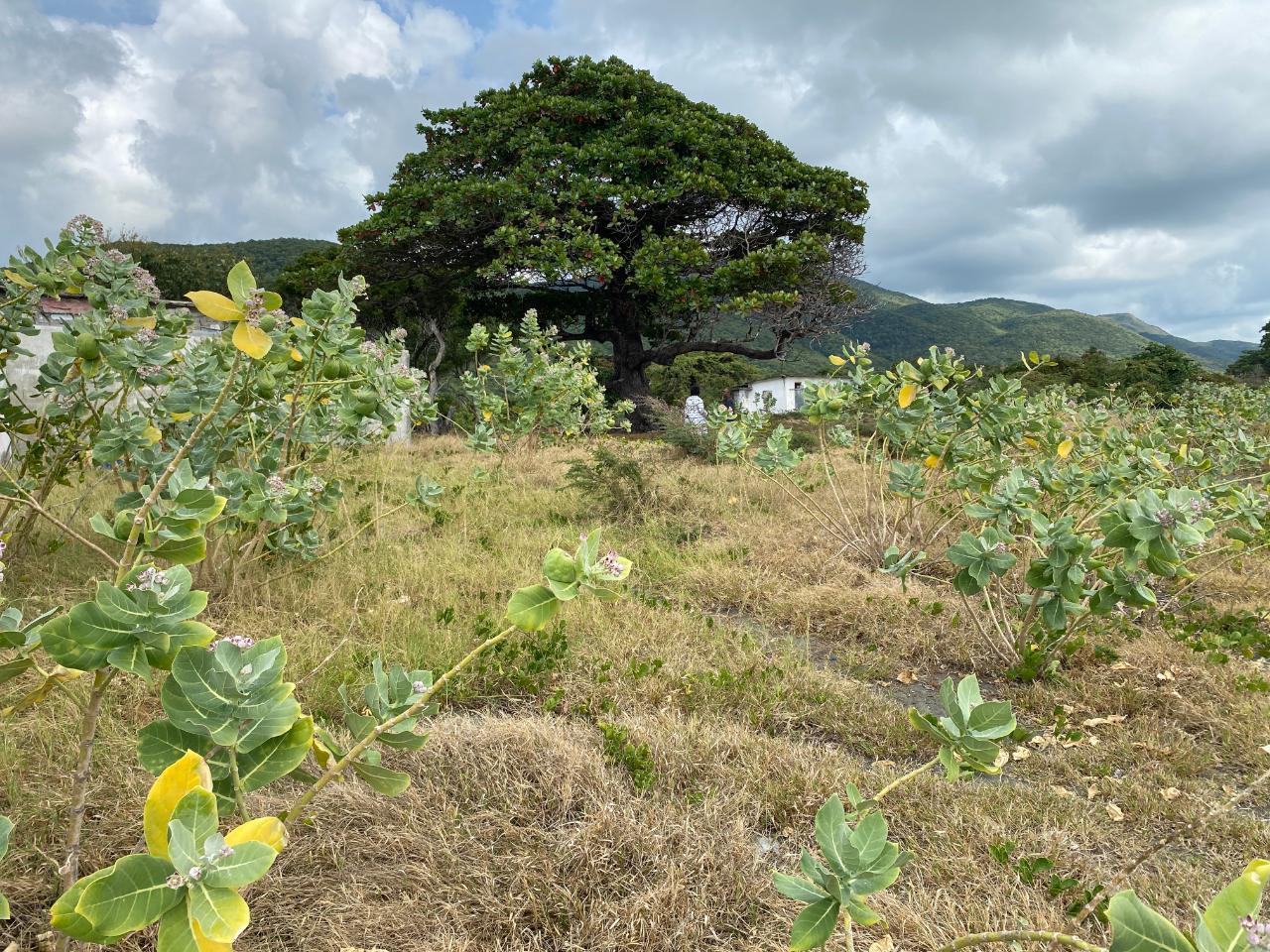 Seventeenth image of Part of Pondside Road in Yallahs, St. Thomas, Jamaica - property is For Sale