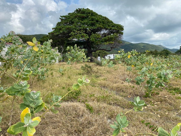 Seventeenth image of Part of Pondside Road in Yallahs, St. Thomas, Jamaica - property is For Sale