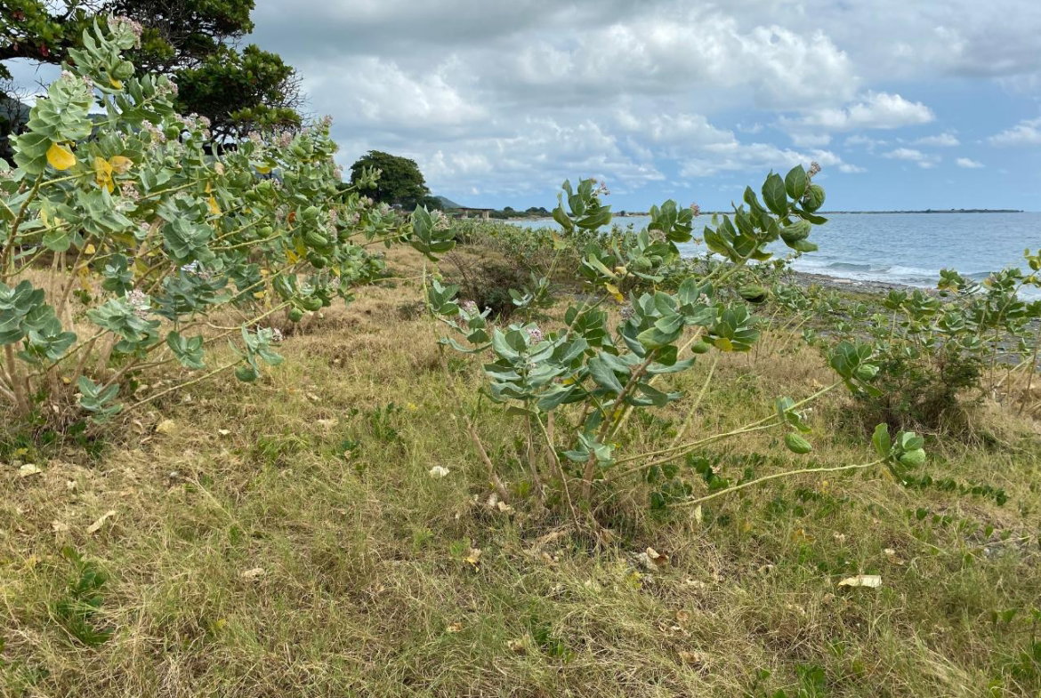 Twelfth image of Part of Pondside Road in Yallahs, St. Thomas, Jamaica - property is For Rent