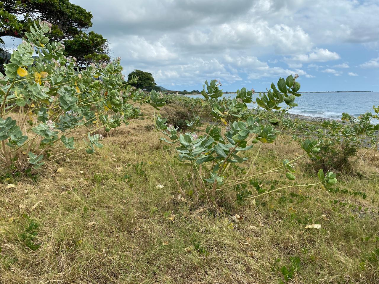 Twelfth image of Part of Pondside Road in Yallahs, St. Thomas, Jamaica - property is For Rent