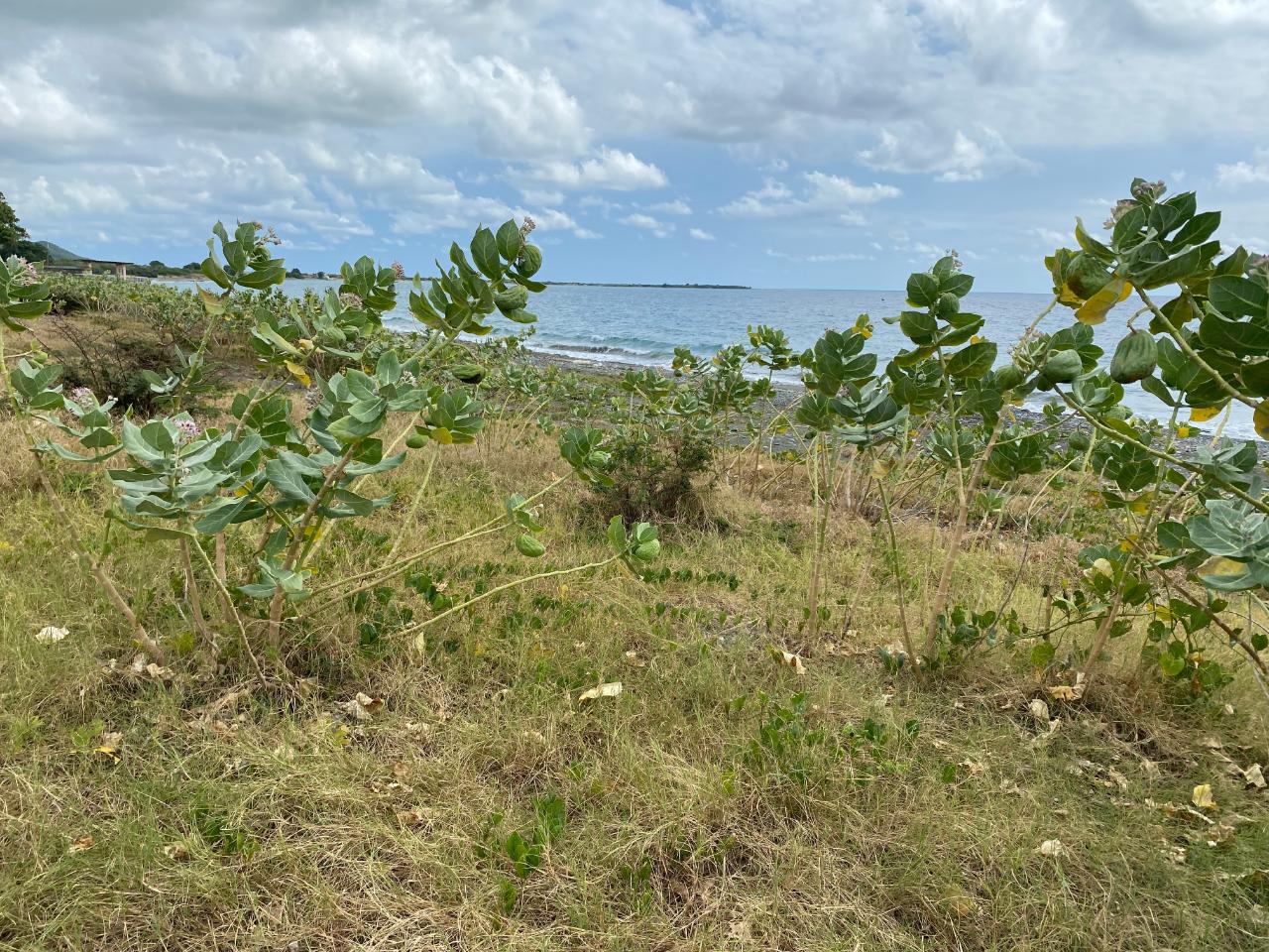 Thirteenth image of Part of Pondside Road in Yallahs, St. Thomas, Jamaica - property is For Rent