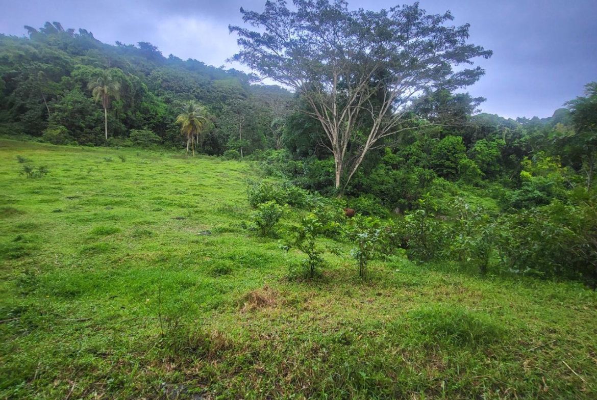 Fifth image of Crawle 11 in Crawle Halt, St. Catherine, Jamaica - property is For Sale