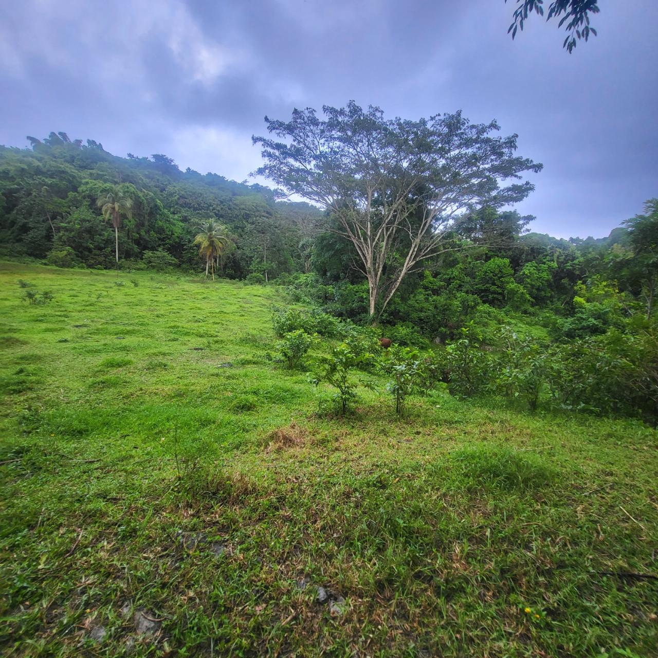 Fifth image of Crawle 11 in Crawle Halt, St. Catherine, Jamaica - property is For Sale