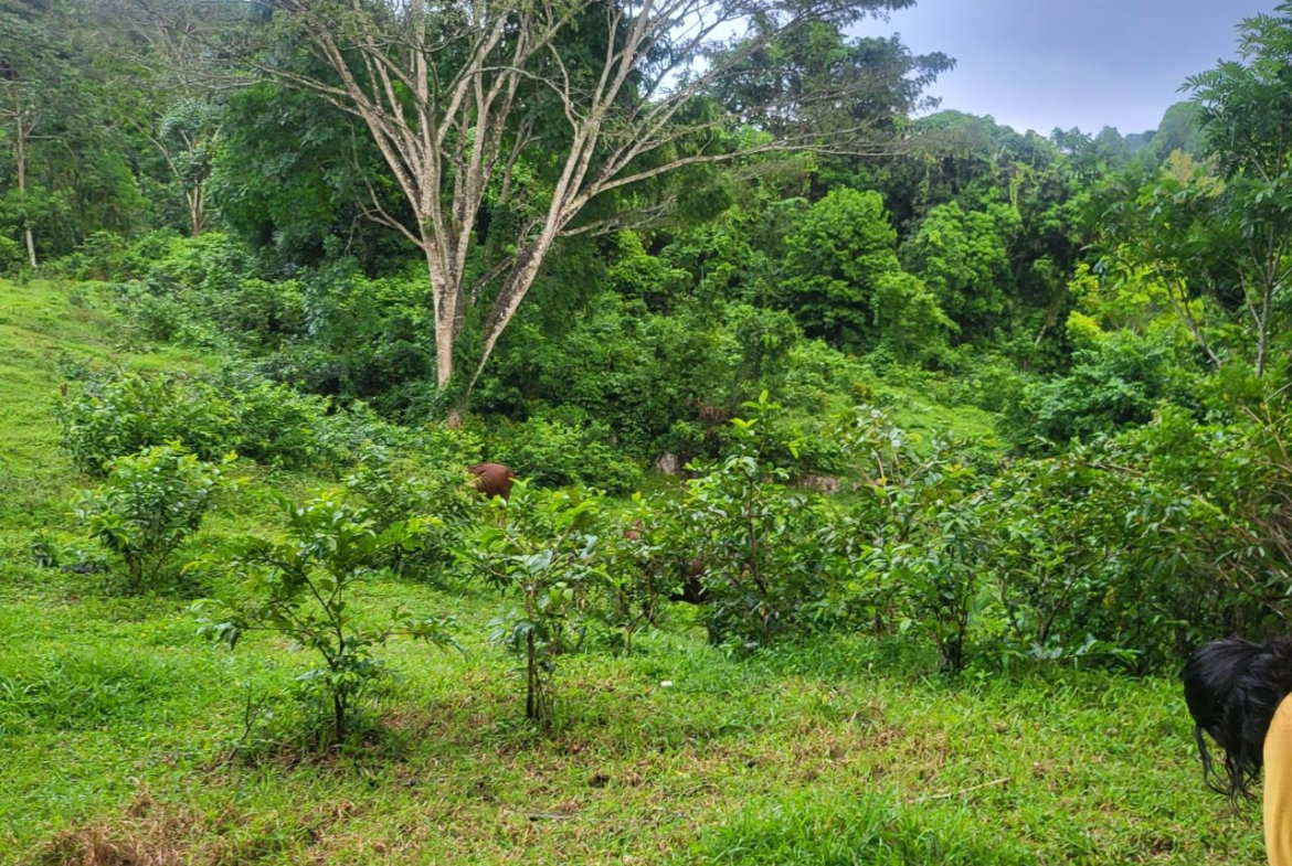 Sixth image of Crawle 11 in Crawle Halt, St. Catherine, Jamaica - property is For Sale