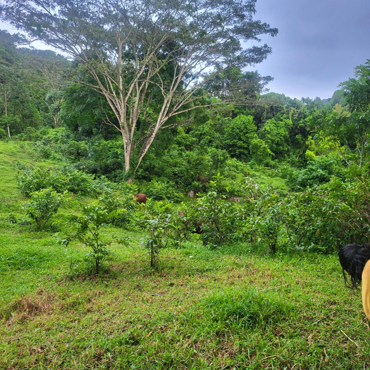 Sixth image of Crawle 11 in Crawle Halt, St. Catherine, Jamaica - property is For Sale