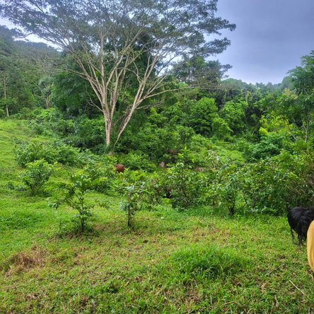 Sixth image of Crawle 11 in Crawle Halt, St. Catherine, Jamaica - property is For Sale