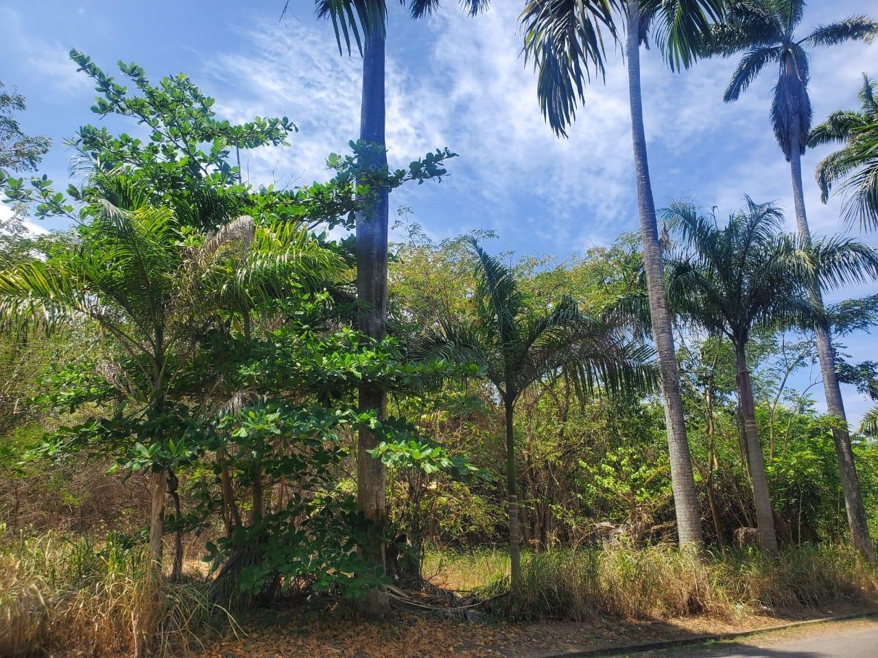 Third image of Mammee Bay in Mammee Bay, St. Ann, Jamaica - property is For Sale
