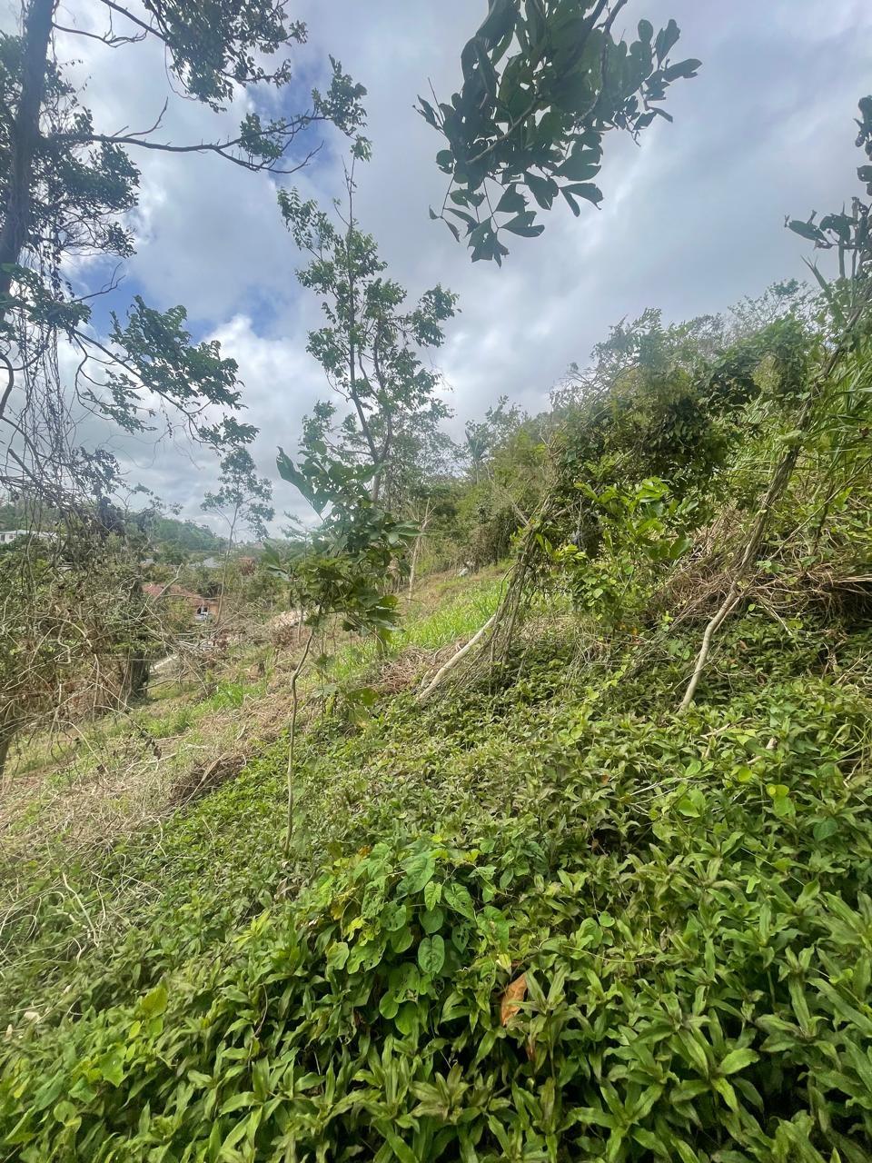 Second image of Waltham 1 Acre Lot in Mandeville, Manchester, Jamaica - property is For Sale