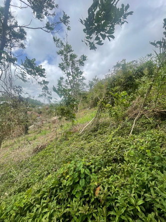 Second image of Waltham 1 Acre Lot in Mandeville, Manchester, Jamaica - property is For Sale
