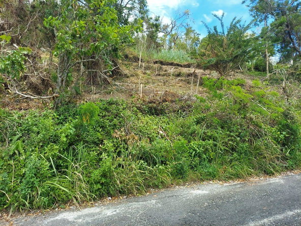 Sixteenth image of Waltham 1 Acre Lot in Mandeville, Manchester, Jamaica - property is For Sale