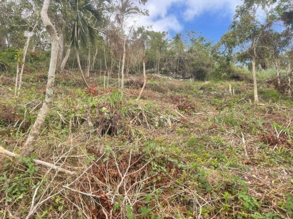 First image of Waltham 1 Acre Lot in Mandeville, Manchester, Jamaica - property is For Sale