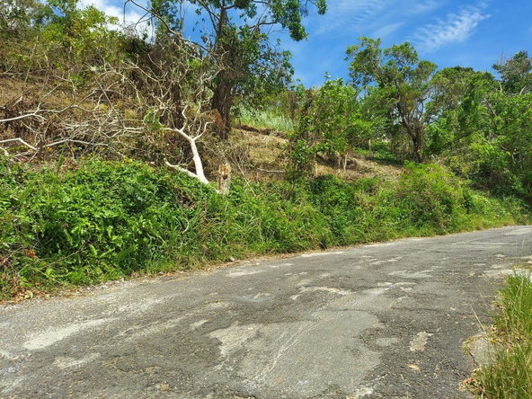 Ninth image of Waltham 1 Acre Lot in Mandeville, Manchester, Jamaica - property is For Sale