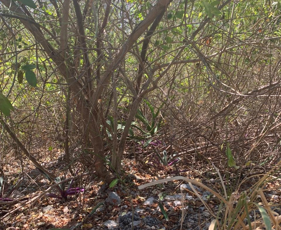 Sixth image of Pinewood Drive, Kgn 20 in Kingston 20, St. Andrew, Jamaica - property is For Sale