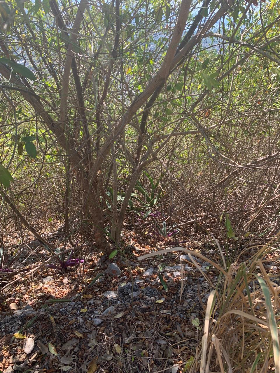 Prime-1.1-Acres-Residential-Development-Land-for-Sale-in-St.-Andrew-Jamaica Sixth image of Pinewood Drive, Kgn 20 in Kingston 20, St. Andrew, Jamaica - property is For Sale