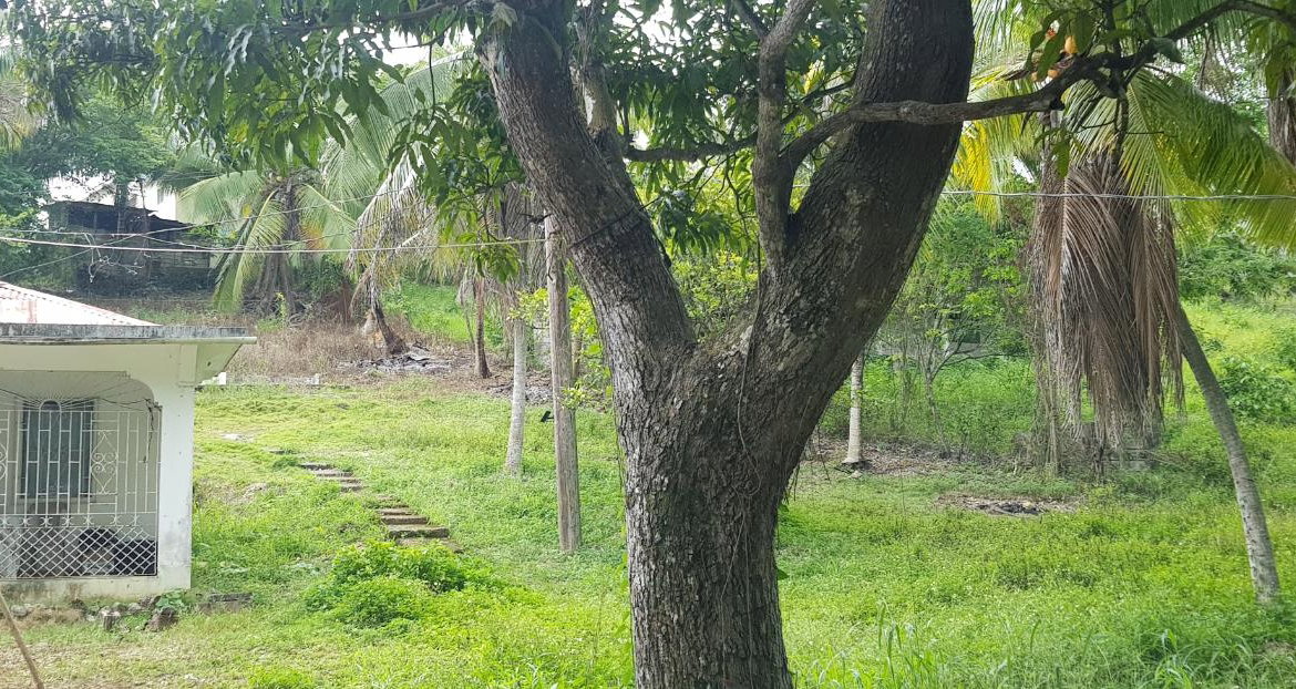Eleventh image of Springfield Sheffield in Shefeild, Westmoreland, Jamaica - property is For Sale