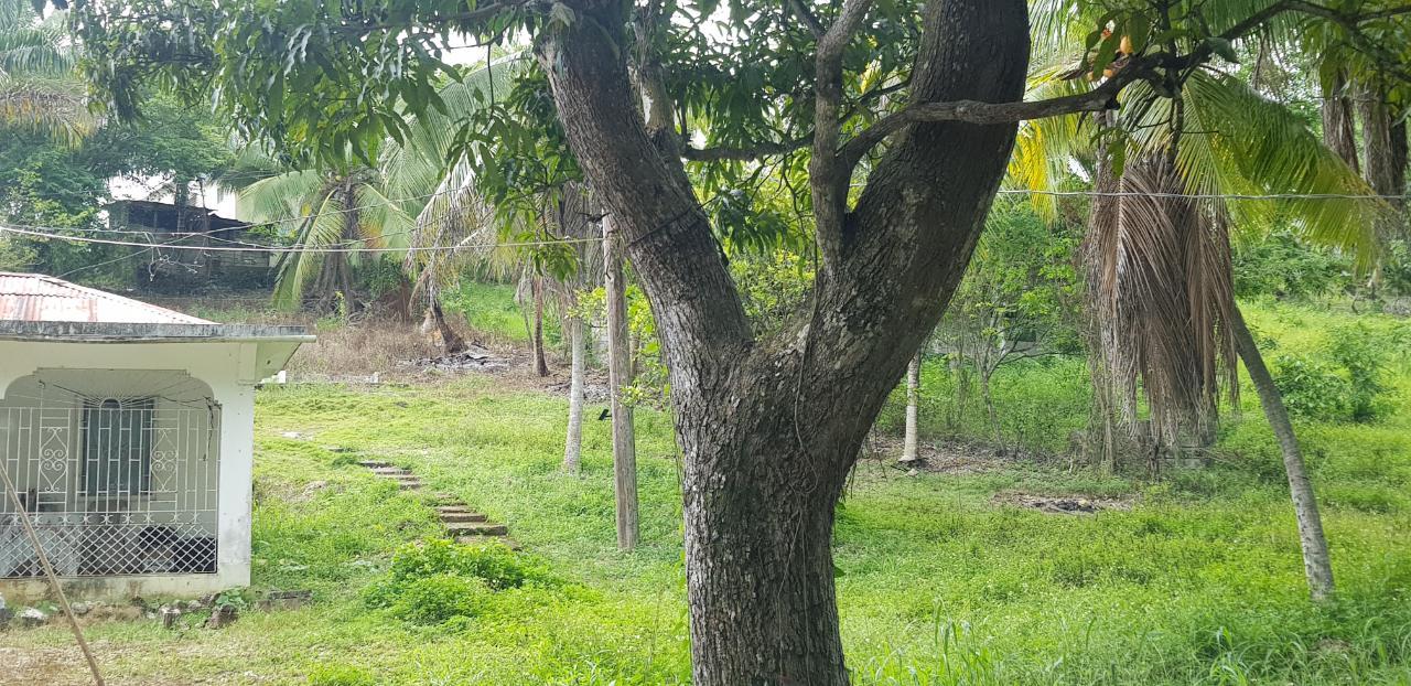 Eleventh image of Springfield Sheffield in Shefeild, Westmoreland, Jamaica - property is For Sale