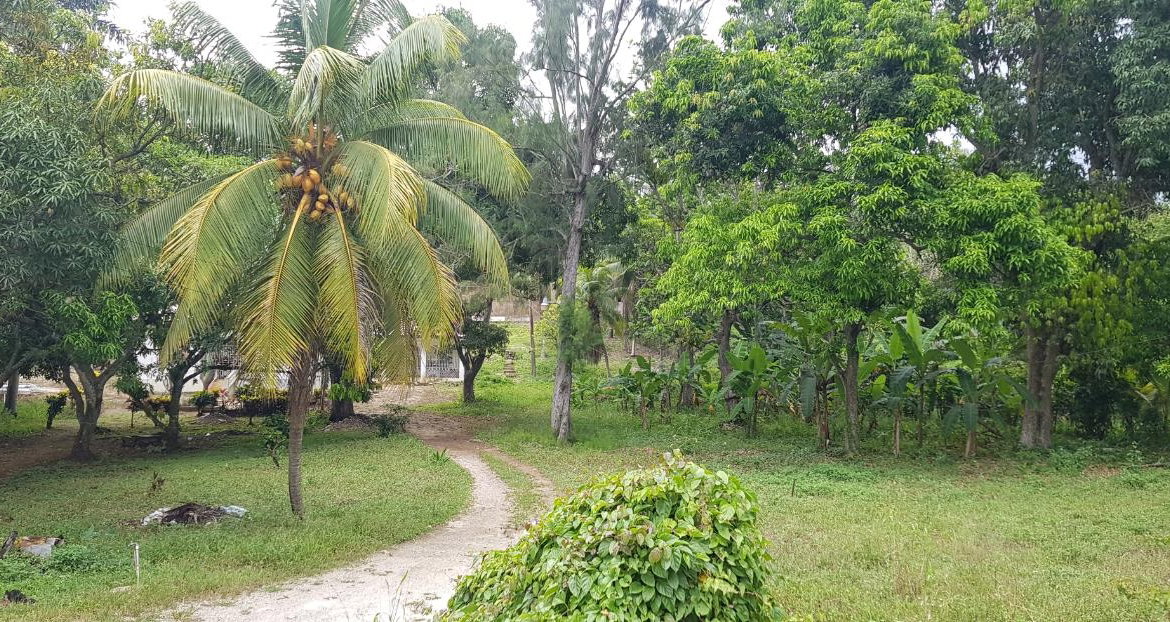 First image of Springfield Sheffield in Shefeild, Westmoreland, Jamaica - property is For Sale