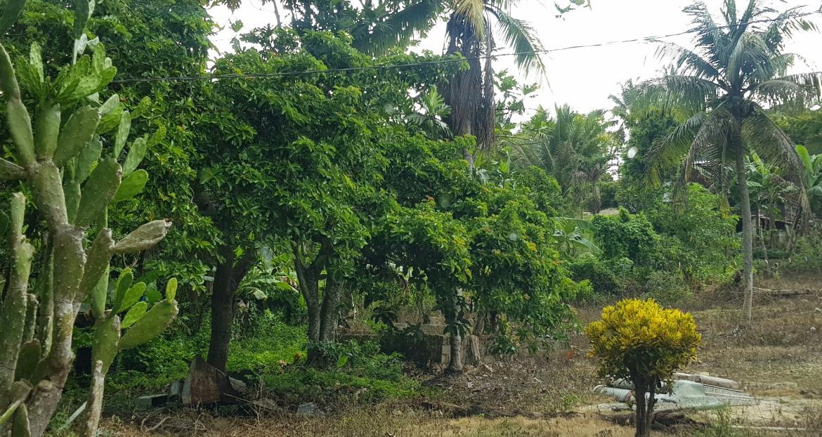 Thirteenth image of Springfield Sheffield in Shefeild, Westmoreland, Jamaica - property is For Sale