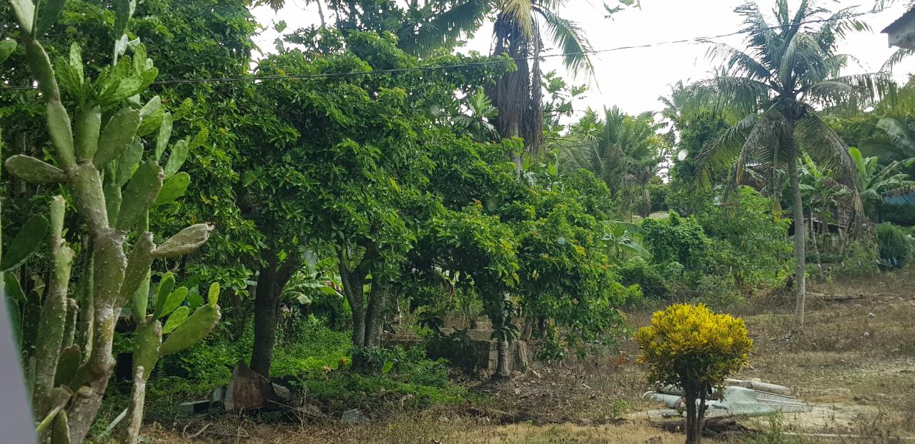 Thirteenth image of Springfield Sheffield in Shefeild, Westmoreland, Jamaica - property is For Sale