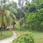 First image of Springfield Sheffield in Shefeild, Westmoreland, Jamaica - property is For Sale